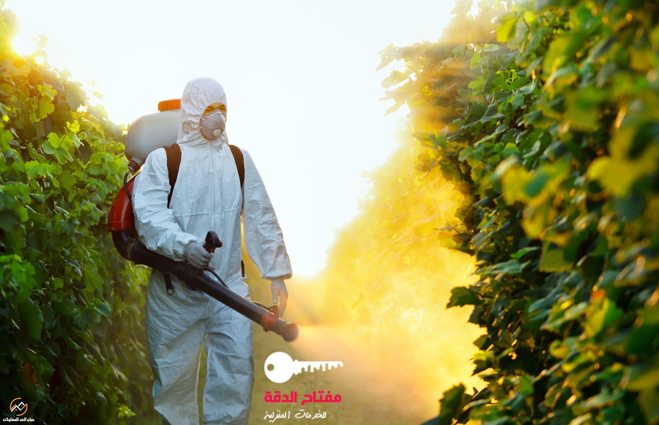 شركة رش مبيدات الحشرات بالرياض